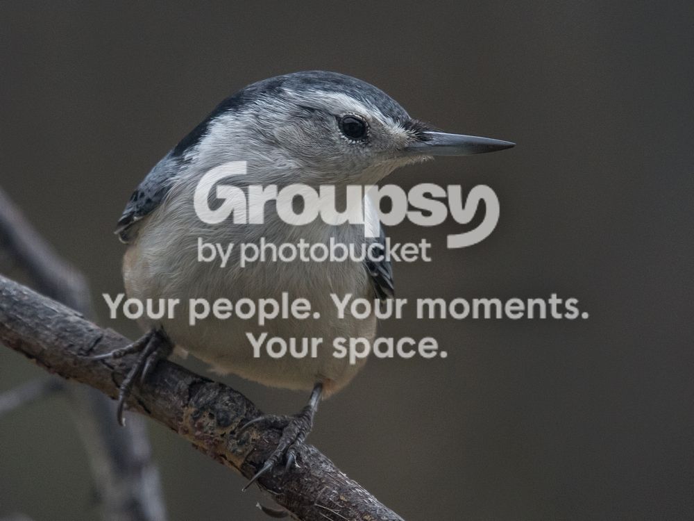 Nuthatch%20two%2027%20Oct%202016_zpsan8tfglo.jpg