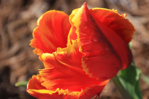 4400699838_f48a741cbe.jpg