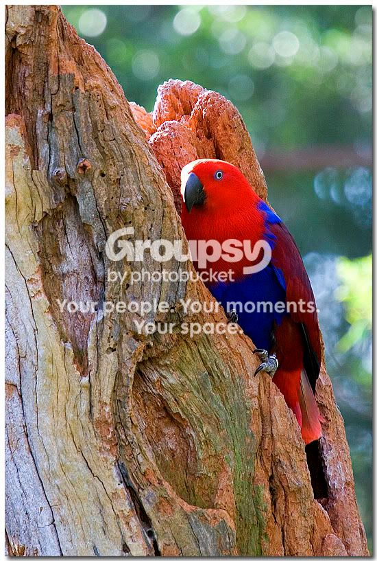 MelbrnParrot2.jpg