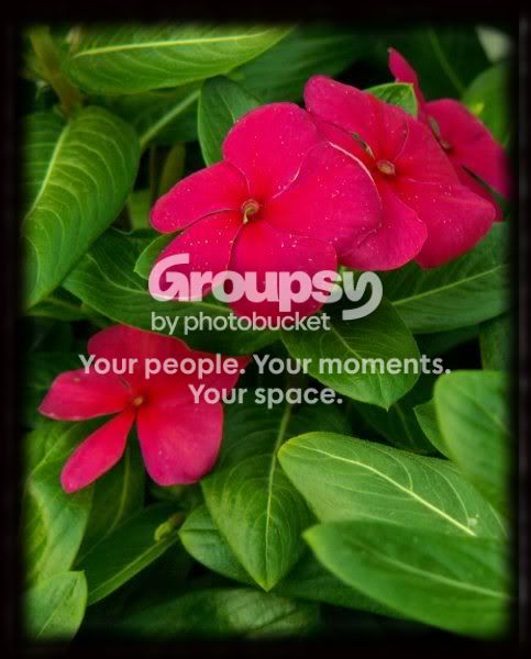 flowers_border01.jpg