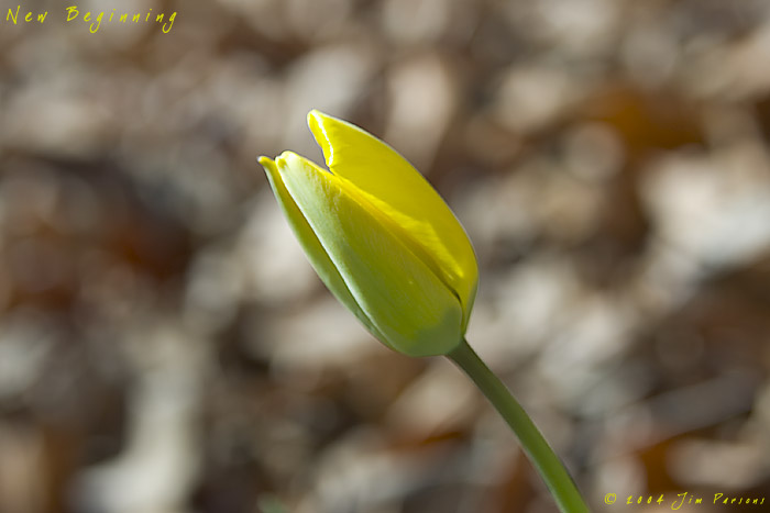 tulip2004_03.jpg
