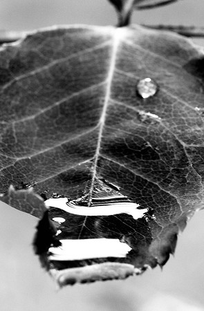 Rain%20Drop%209%20-%20B%26W-M.jpg