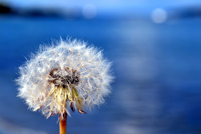 dandelion+3.jpg