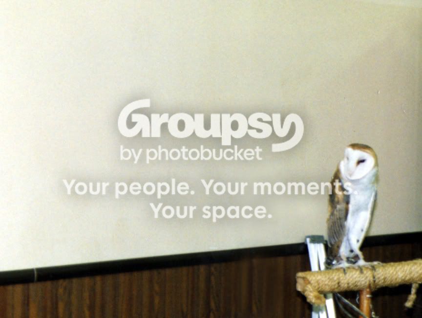 Owl002.jpg