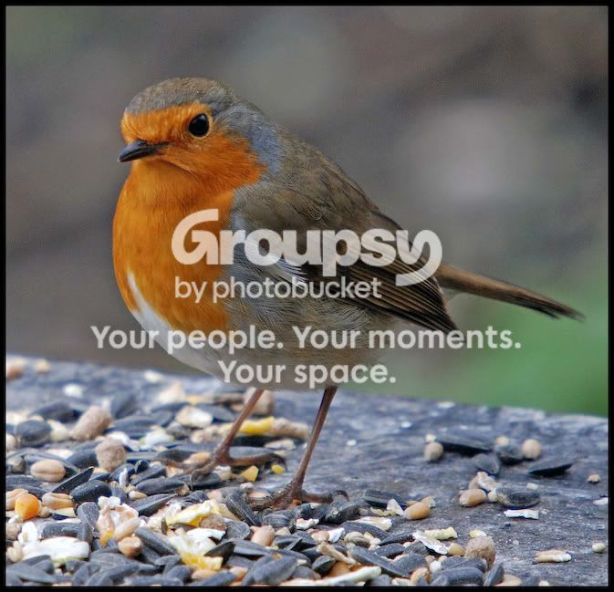 robin.jpg