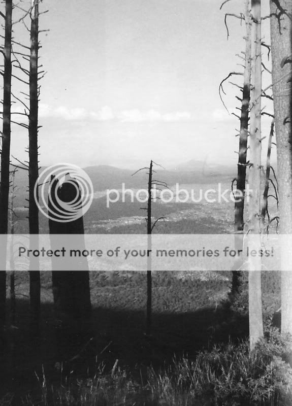 PolaroidMountEldenShaddowTrees2.jpg