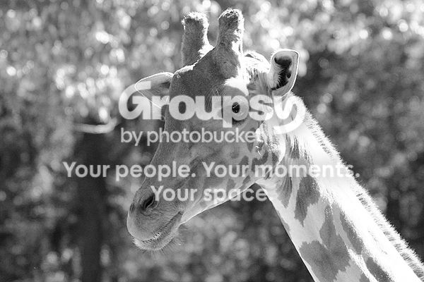 giraffeBW2.jpg