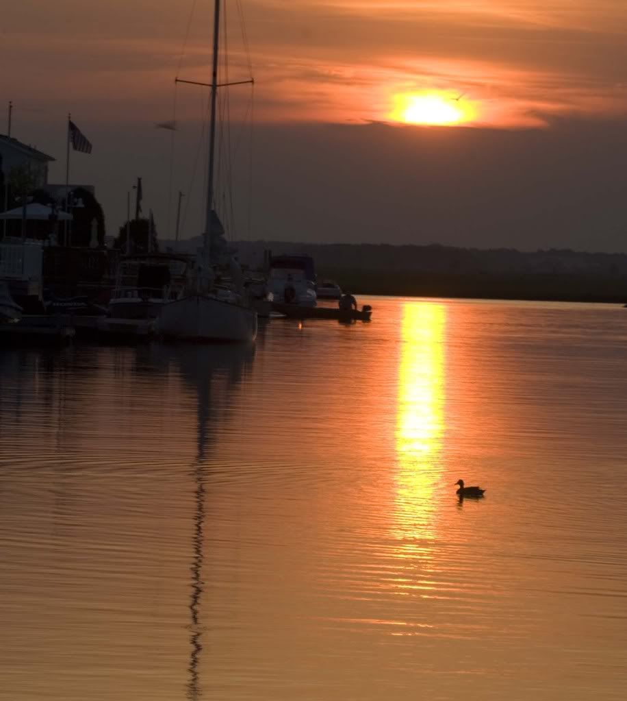 lagoonsunsetduck.jpg