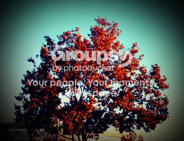 DSC_8481copy.png