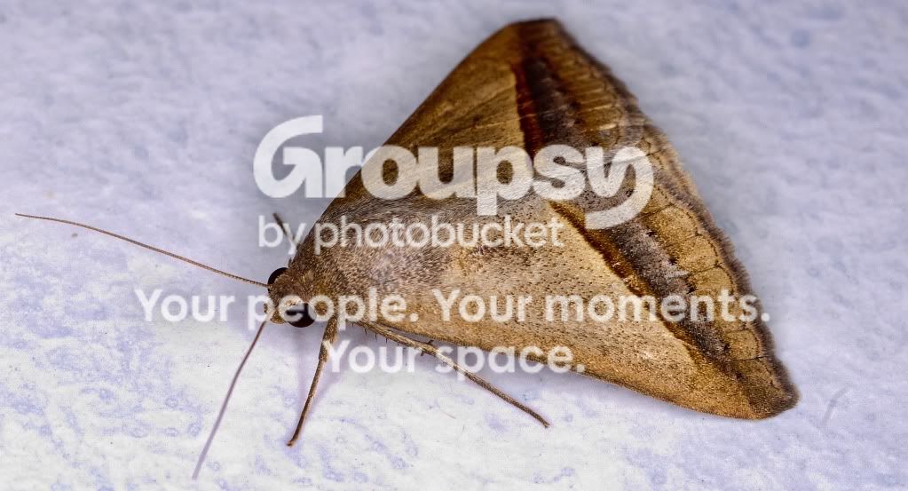 insect-TEST01.jpg