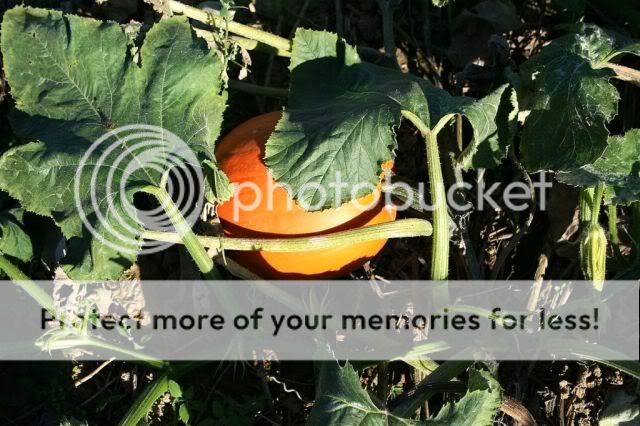 pumpkin.jpg