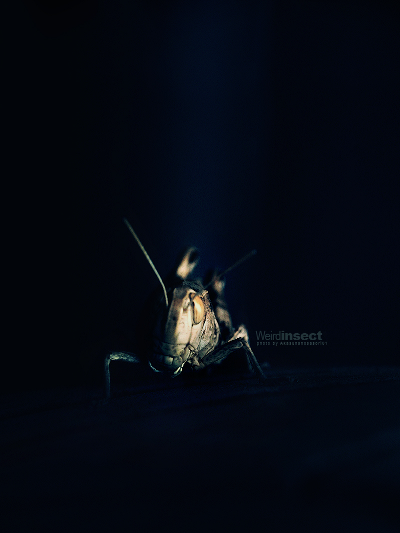 Weird_insect_by_Akasunanosasori01.jpg