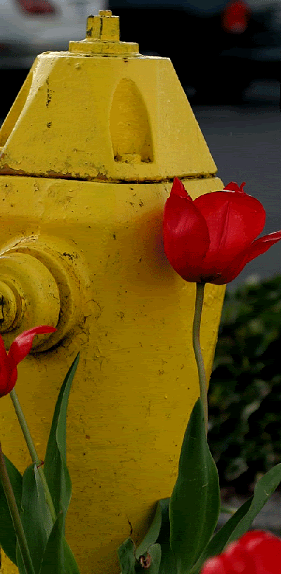 tulip.gif