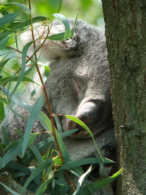 columbuszoo7-23-08141.jpg