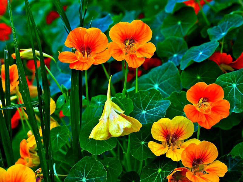 _1090090-L.jpg