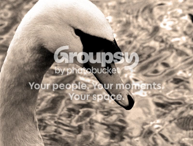 duck.jpg