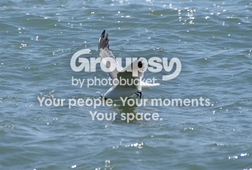 DSC02983cLarge.jpg