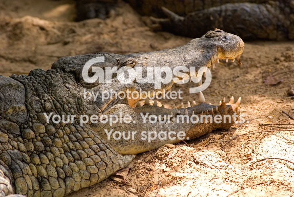 croc2f.jpg