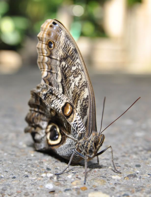 DSC_0037-CROPPED.jpg