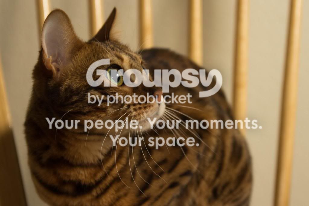 IMG_7308_zps5ddb8cd2.jpg