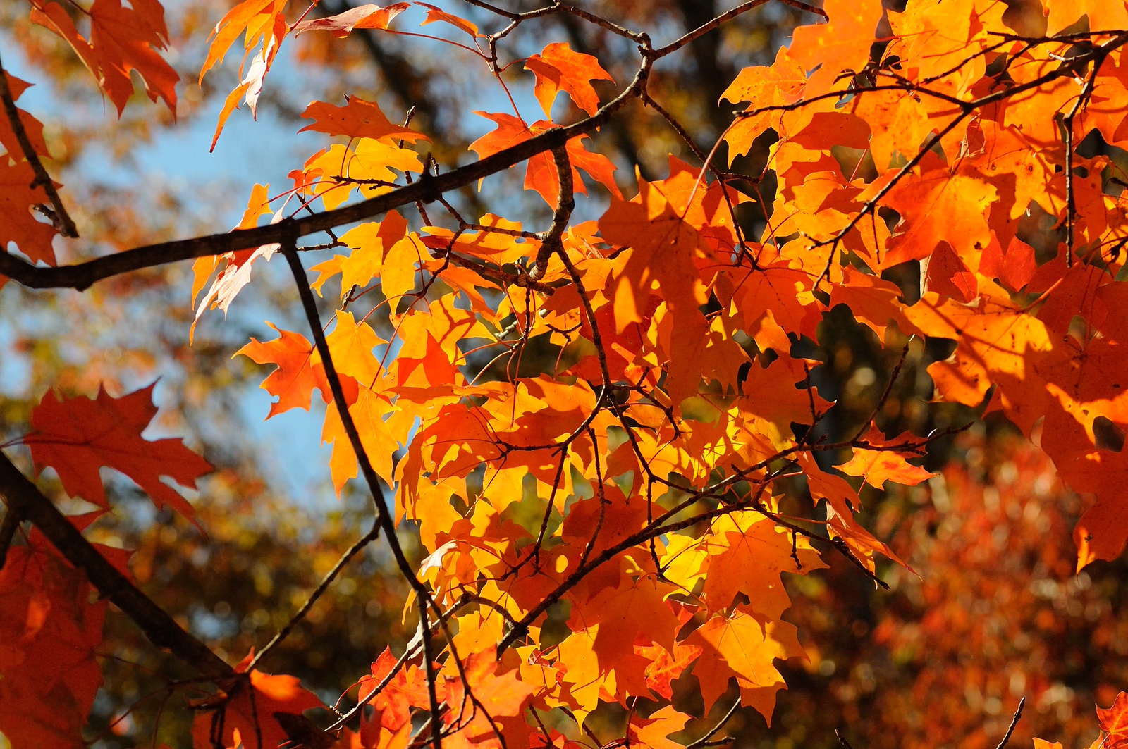 DSC_00016-X3.jpg