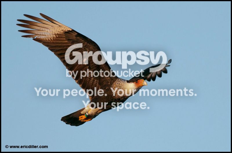PIC_90742copy.jpg