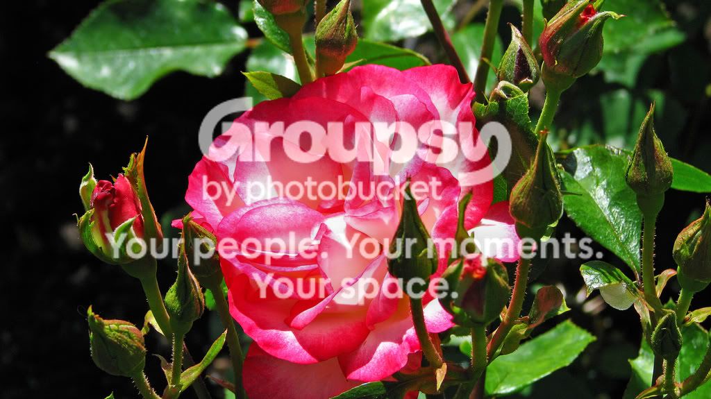 Rose2.jpg