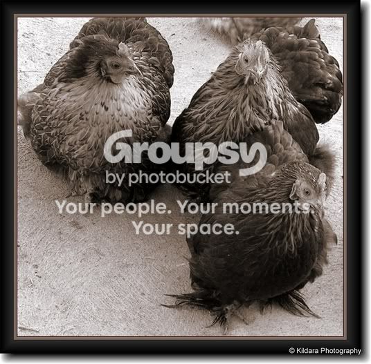 Frame_threechoocks.jpg