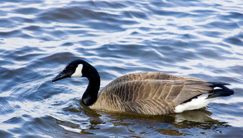 Goose2.jpg