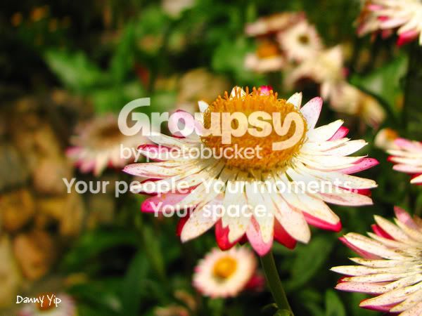 FlowersMacro5.jpg