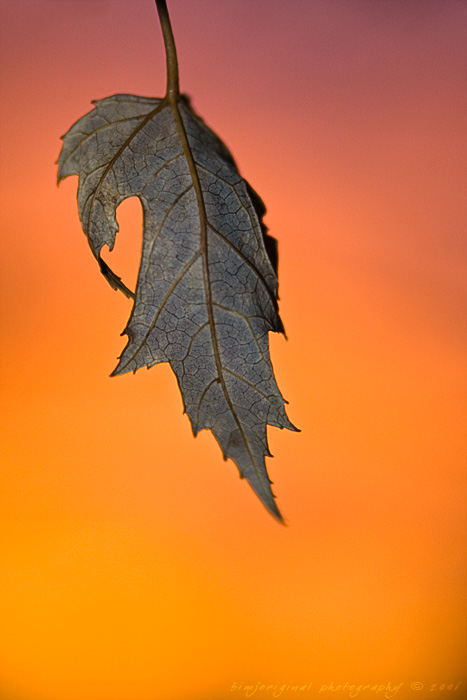 stubborn061223_01.jpg