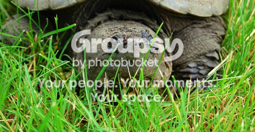 turtle8.jpg