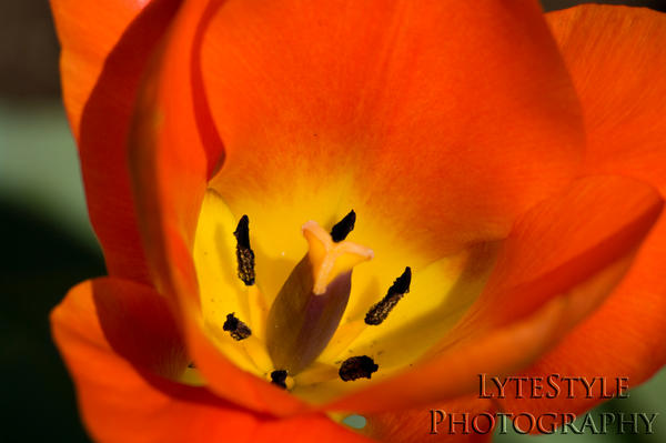 macro_flower_by_LytestylePhotography.jpg