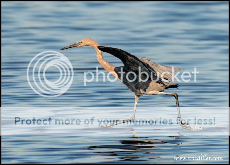 PIC_9676copy.jpg