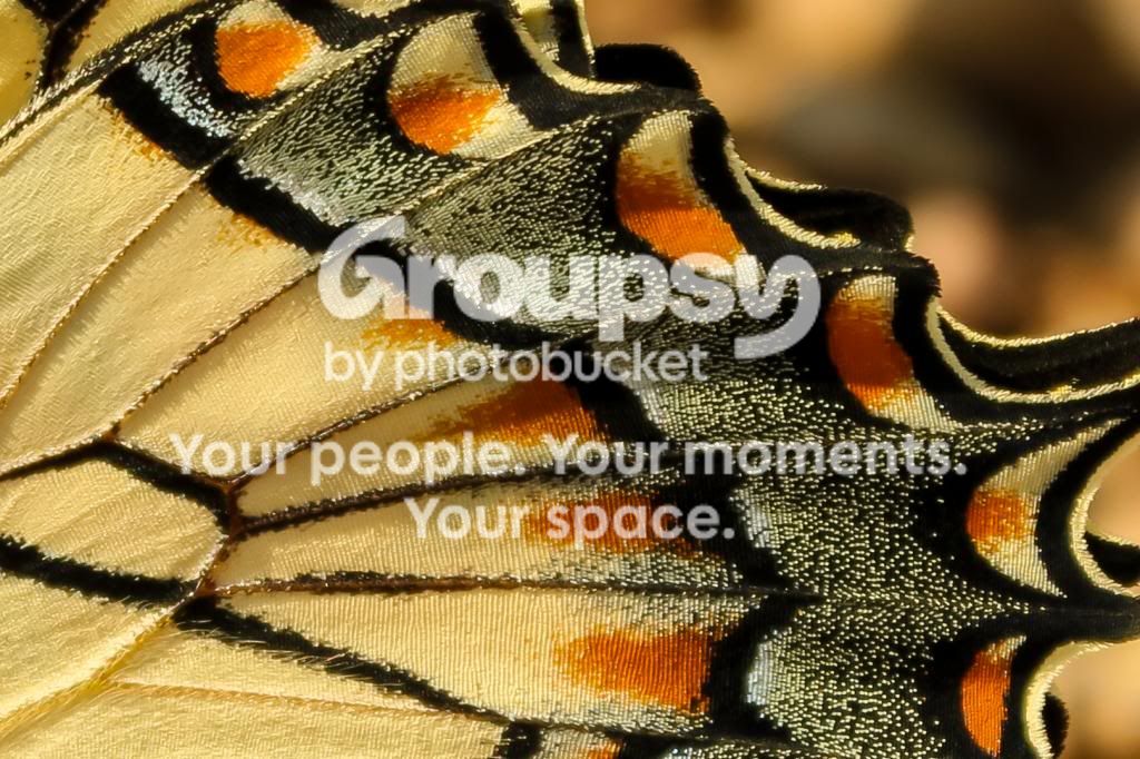 ButterflyWing.jpg