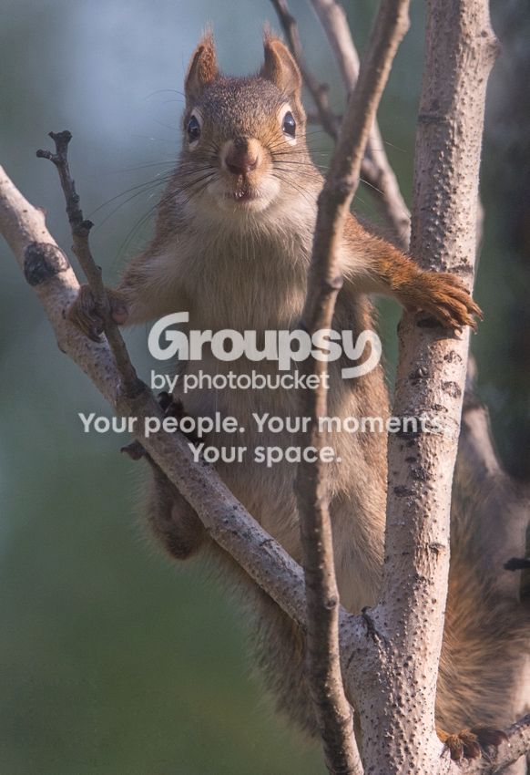 Squirrelperching_zps498e06df.jpg