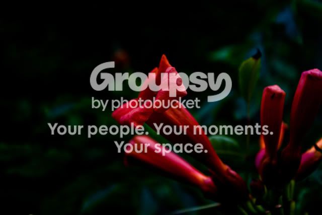 flower2.jpg