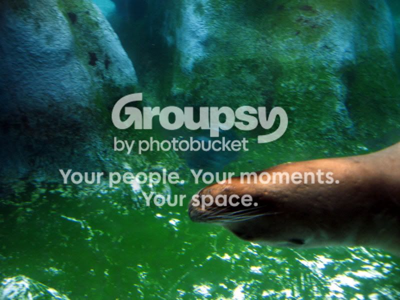 SeaLions4.jpg