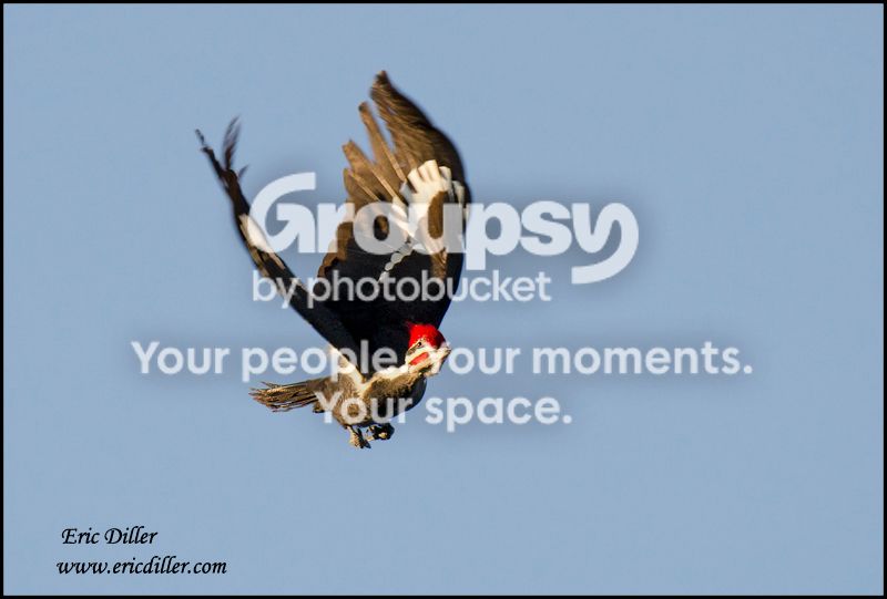 ECD_5305copy.jpg