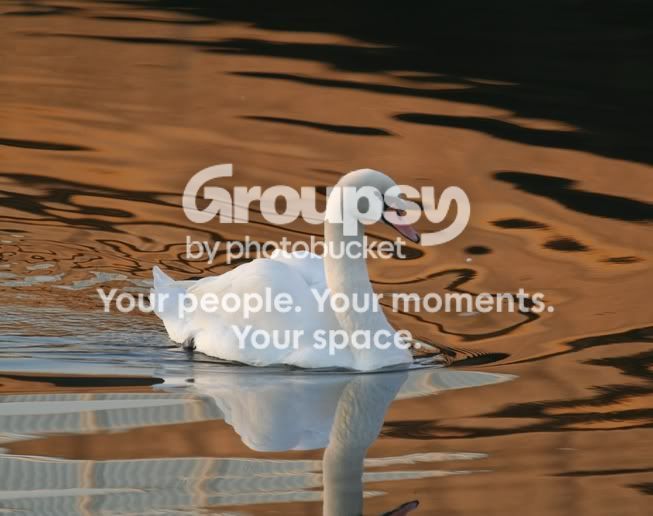 swan2.jpg