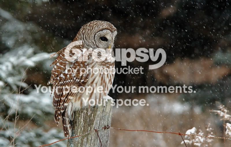 DSC_31060237websize.jpg