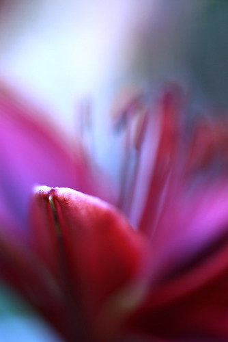 4690067218_385eb079de.jpg
