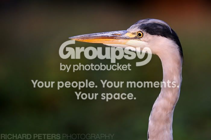 _RP10448.jpg