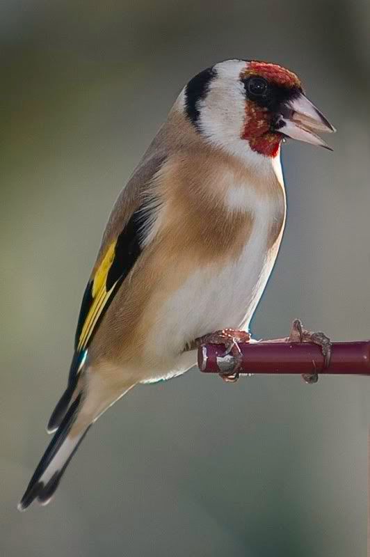 Goldfinch100iso.jpg