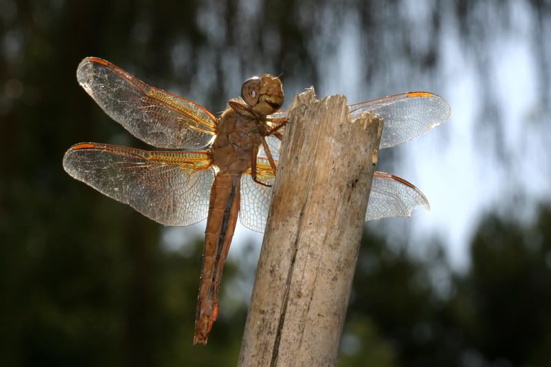 dragonfly20033a.jpg