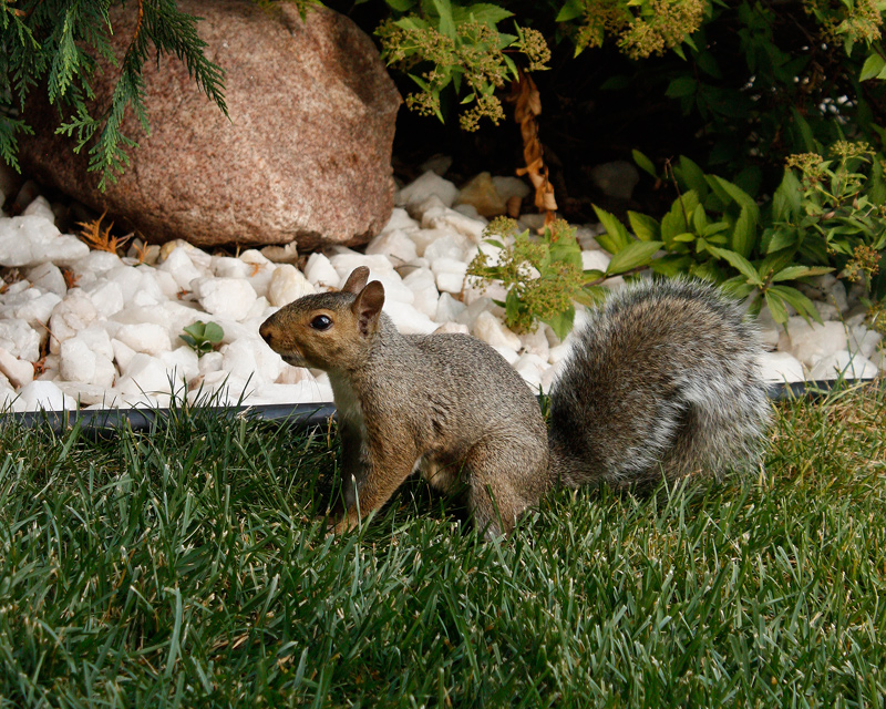 squirrlnut.jpg