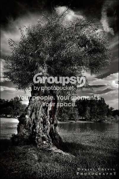 treegrowth2-smbw.jpg