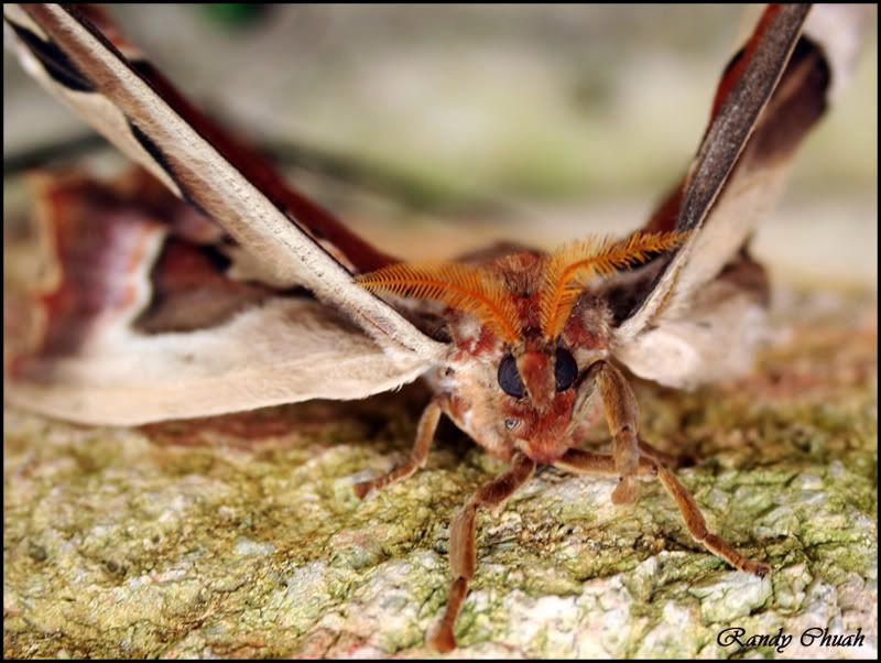 bflyFie.jpg