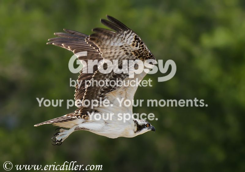 _ECD0685-copy800.jpg