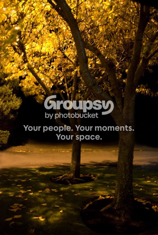 autumntree.jpg